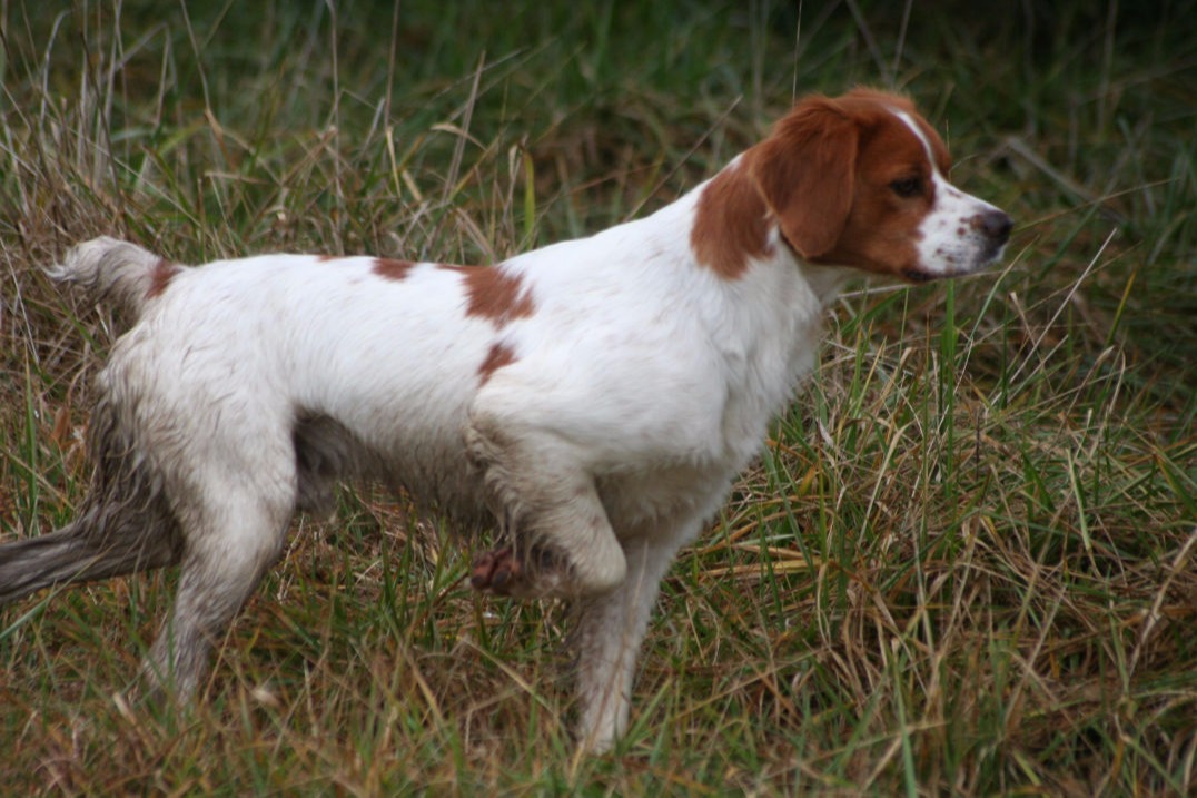 L'Epagneul Breton