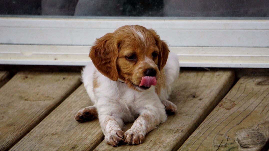 Red Collar Female Puppy